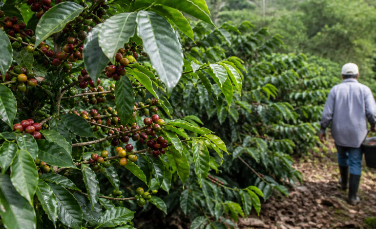 Arabica coffee price: Effects of the US-Iran war spill over to agricultural assets