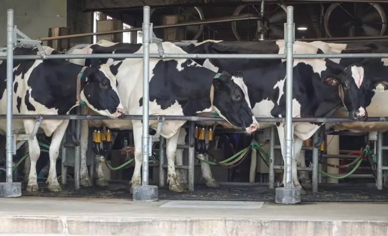 Trump tariffs hit Canada’s dairy farmers as US sales stall
